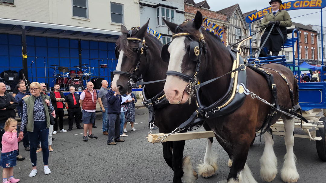 Shire horses 1 optimised